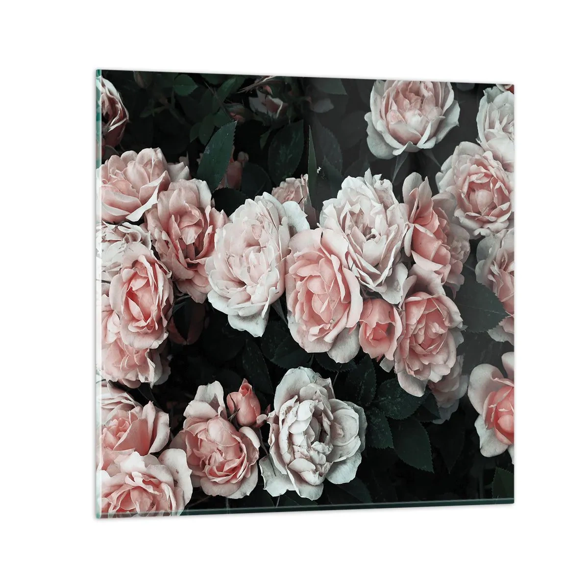 Glasbild - Bild auf glas - Rosen-Ensemble - 30x30 cm