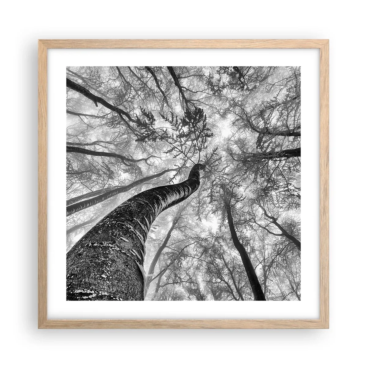 Poster in einem Rahmen aus heller Eiche - Rennen zum Licht - 50x50 cm