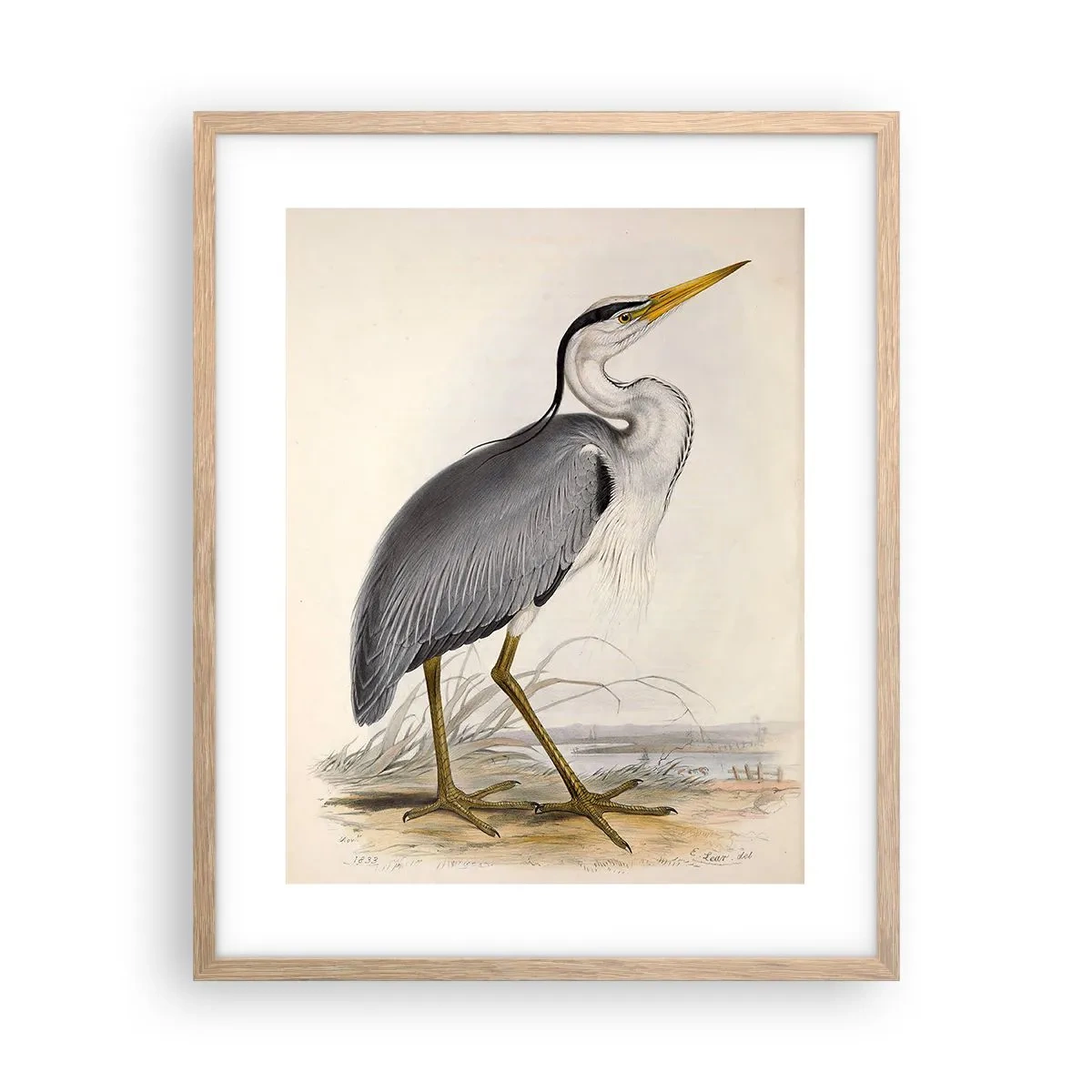 Poster in einem Rahmen aus heller Eiche - Reiher Gnade - 40x50 cm