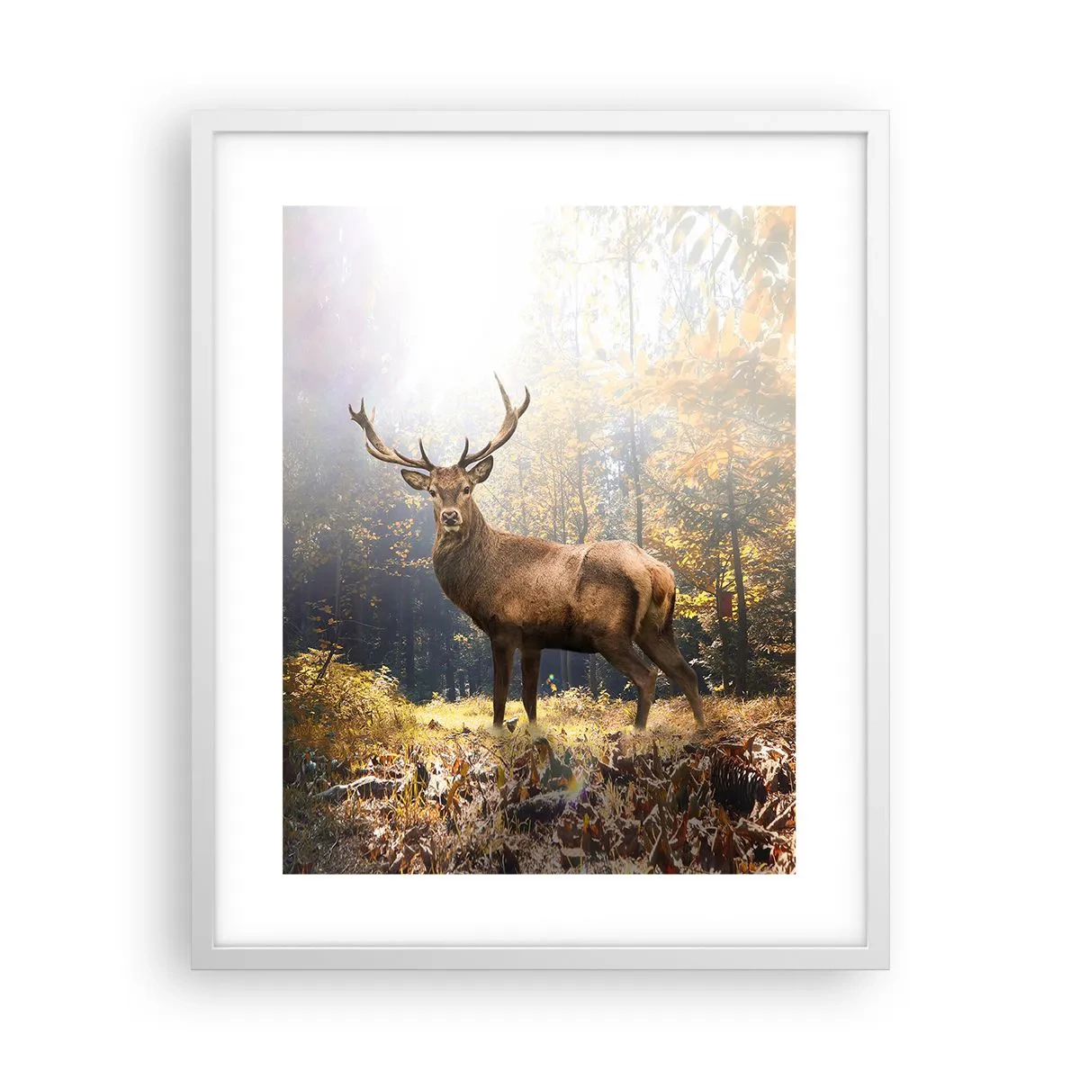 Poster in einem weißen Rahmen - In voller Majestät - 40x50 cm