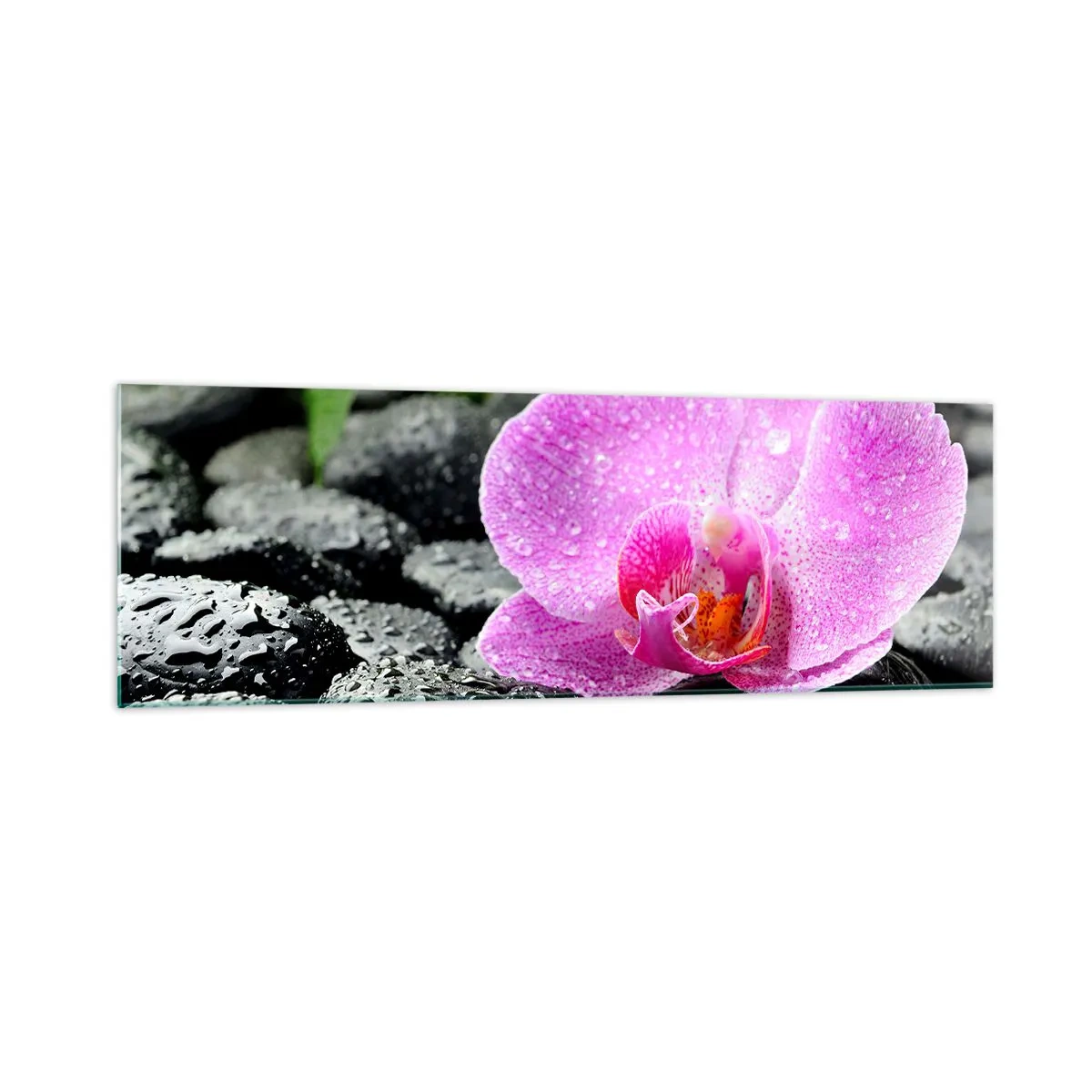 Glasbild - Bild auf glas - Rosa Orchidee auf nassen schwarzen Steinen mit grünen Blättern - 160x50cm - Wie ein offenes Herz - Moderne Wanddekoration für Wohnzimmer und Schlafzimmer ARTTOR