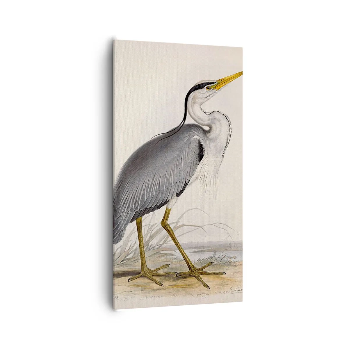 Bild auf Leinwand - Leinwandbild - Reiher Gnade - 65x120 cm