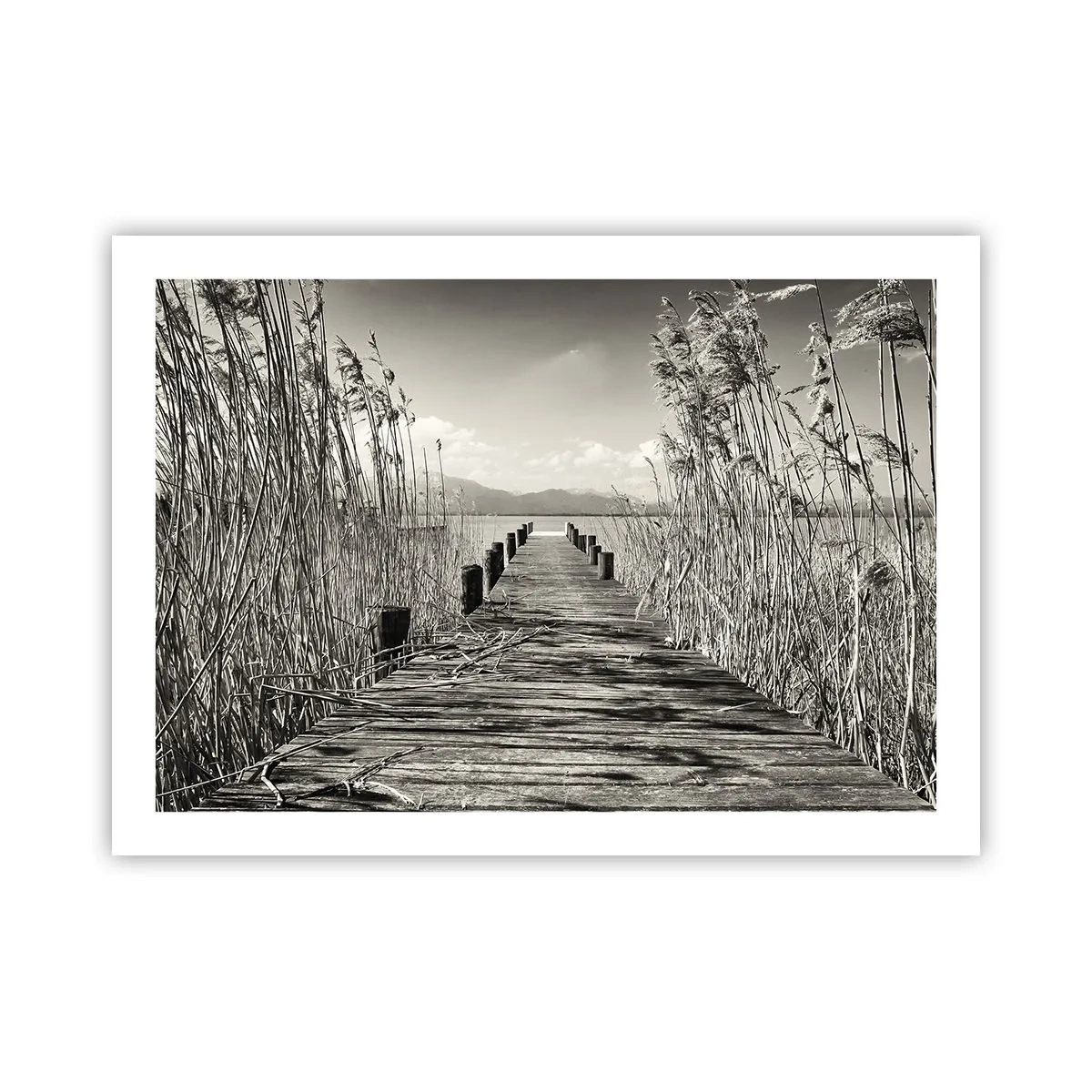 Poster - In der Stille des Grases - 70x50 cm