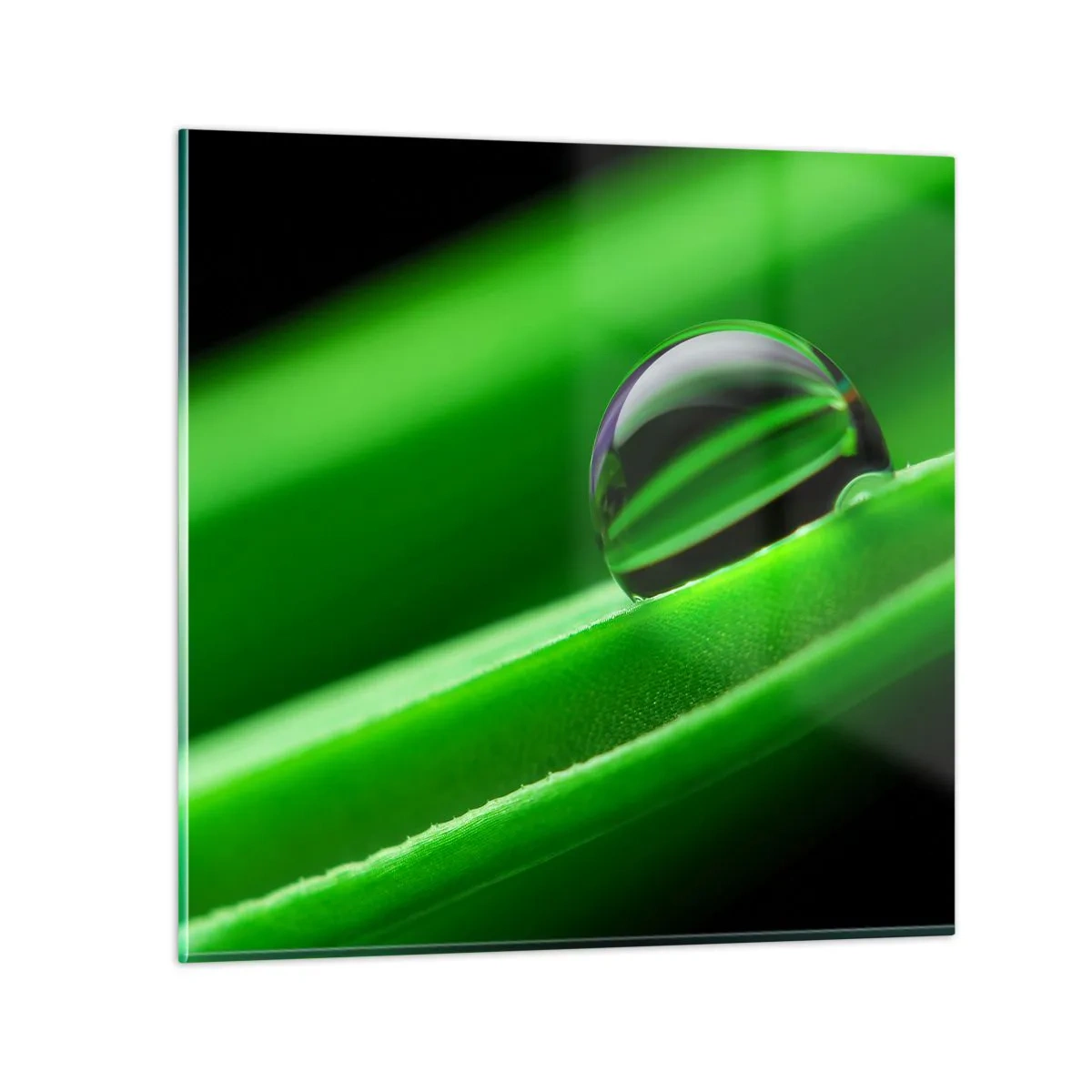 Glasbild - Bild auf glas - Leben hautnah - 40x40 cm