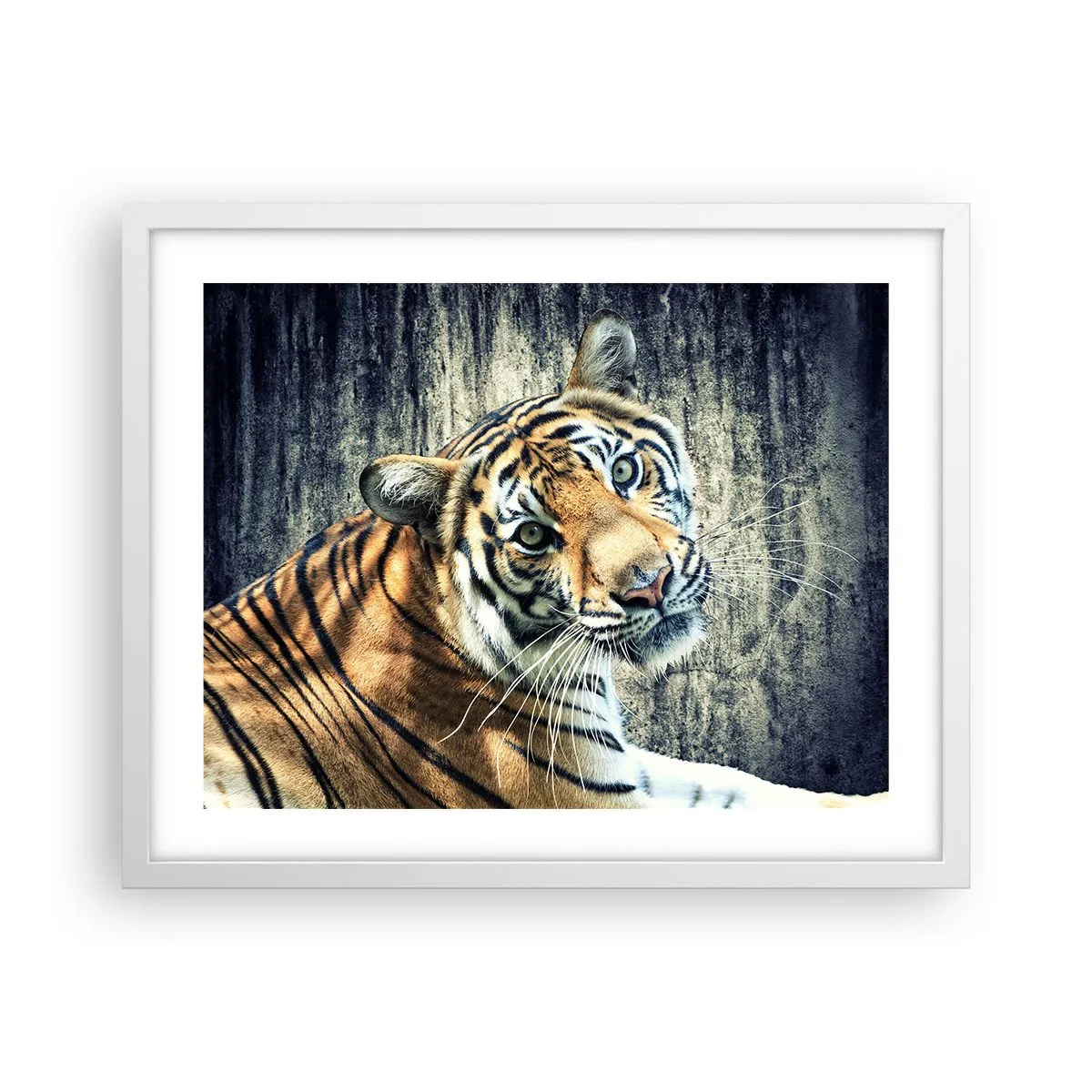 Poster in einem weißen Rahmen - Portrait in Lichtstrahlen - 50x40 cm