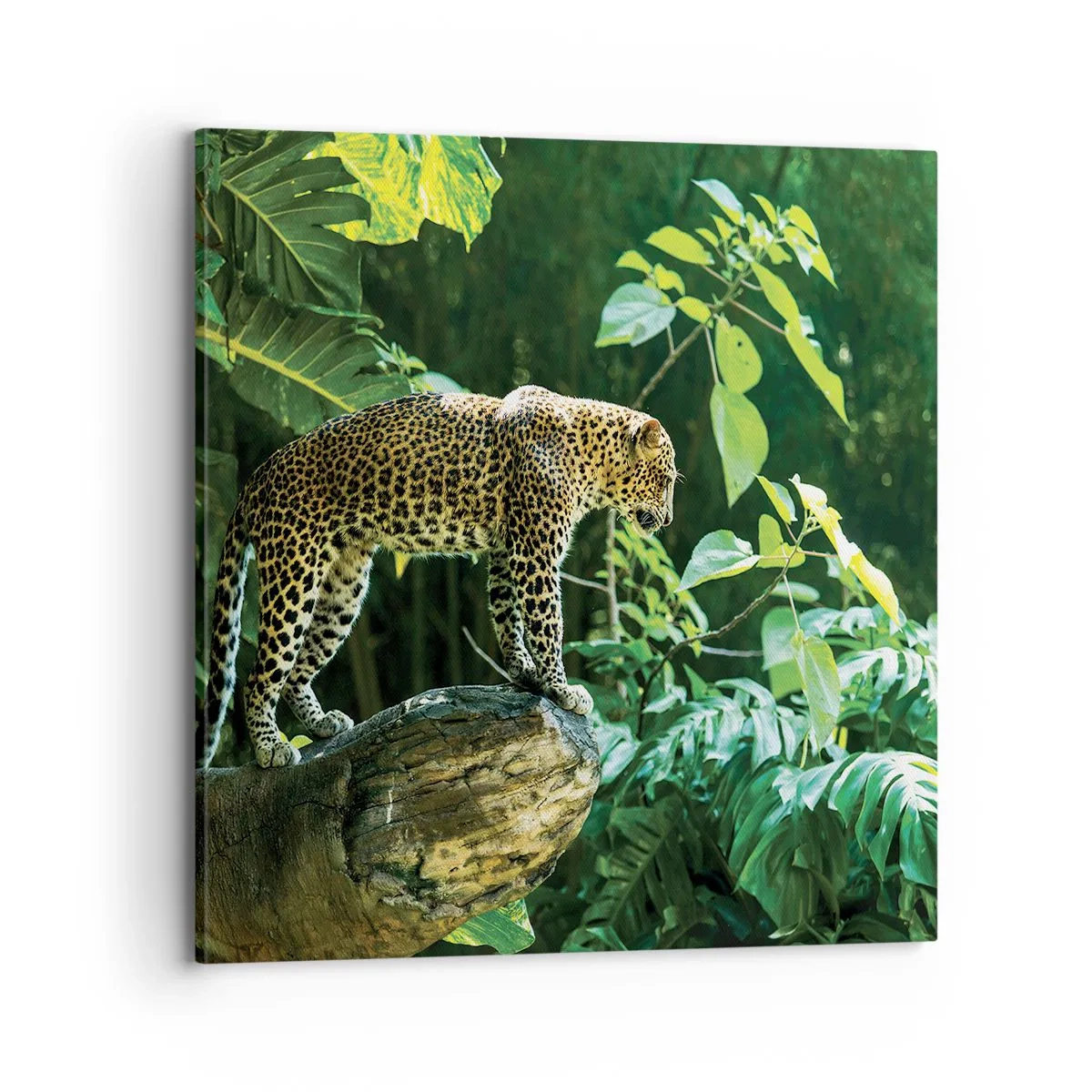 Bild auf Leinwand - Leinwandbild - Auf die Jagd? - 70x70 cm