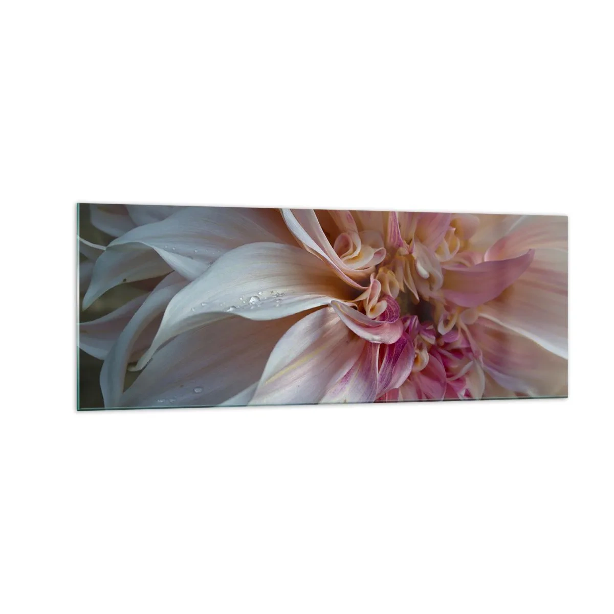 Glasbild - Bild auf glas - Nahaufnahme von zarten rosa Blütenblättern mit Wassertropfen - 140x50cm - Blühende Frische - Moderne Wanddekoration für Wohnzimmer und Schlafzimmer ARTTOR