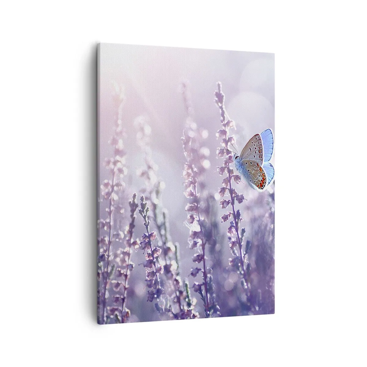 Bild auf Leinwand - Leinwandbild - Ein Schmetterling auf blühendem Lavendel im Morgenlicht - 50x70cm - Schmetterlingskuss - Moderne Wanddekoration für Wohnzimmer und Schlafzimmer ARTTOR