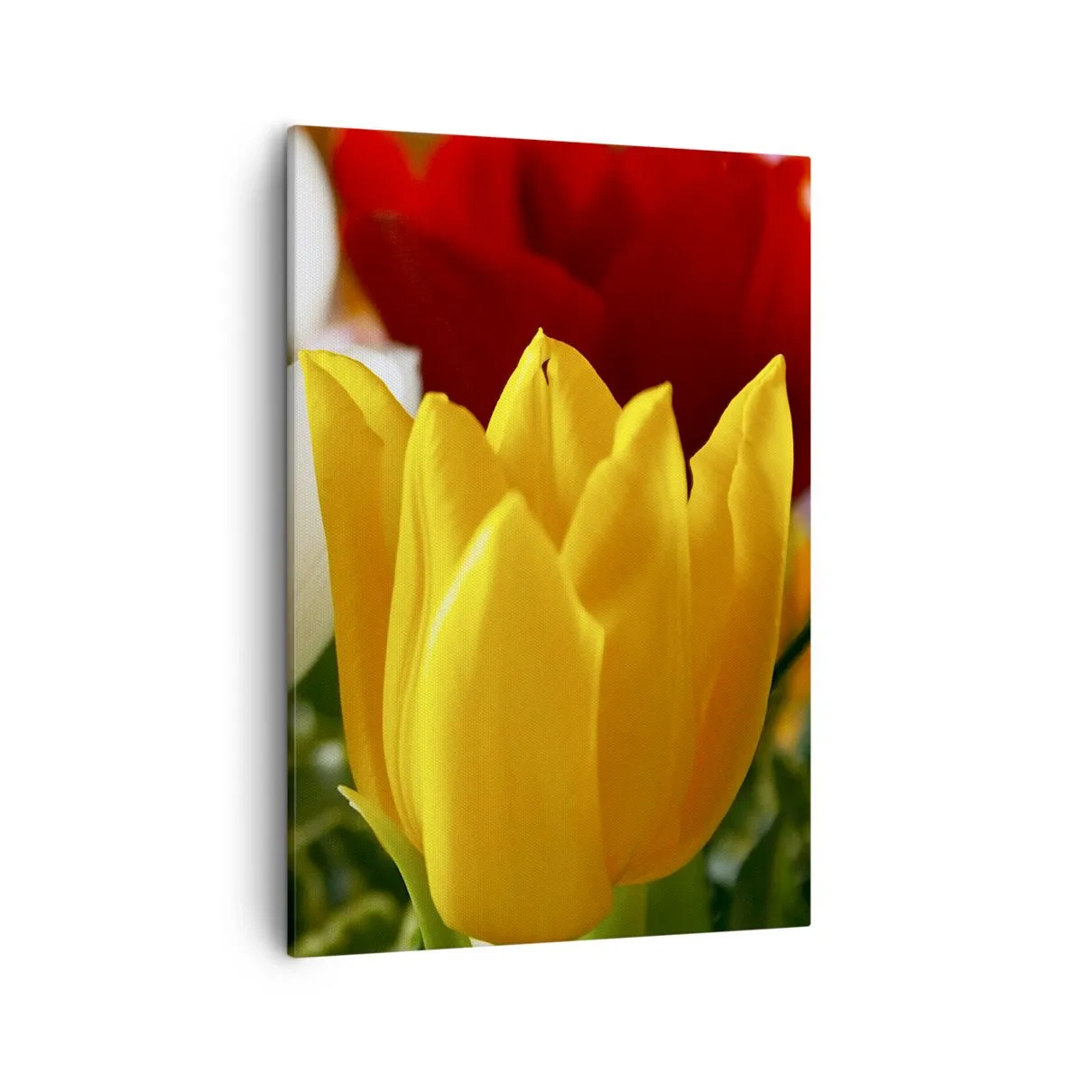 Bild auf Leinwand - Leinwandbild - Nahaufnahme von bunten Tulpen vor einem Frühlingshintergrund - 50x70cm - Tulpenfieber - Moderne Wanddekoration für Wohnzimmer und Schlafzimmer ARTTOR
