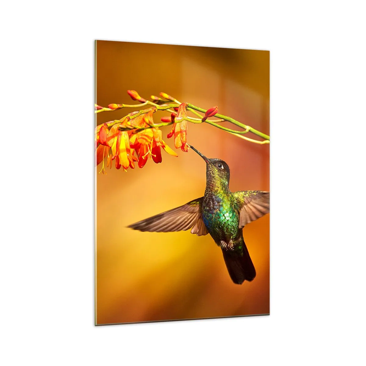 Glasbild - Bild auf glas - Kolibri neben einer Blume im warmen Licht - 70x100cm - Ein Lichtbote nach den Maya - Moderne Wanddekoration für Wohnzimmer und Schlafzimmer ARTTOR